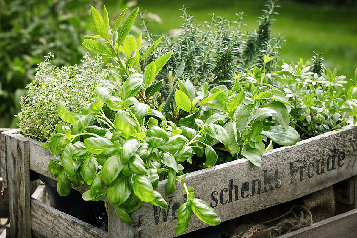 7 Unique Herbs for Juicing